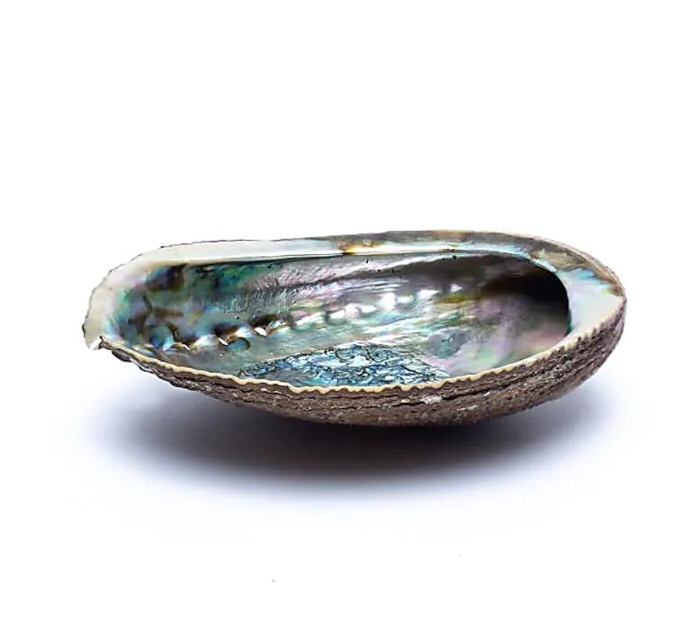 Abalone Shell